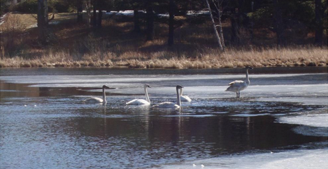 Trumpeter swans at Bullkill Marsh