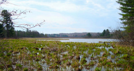 Bullkill Marsh near proposed Potash Mine site.