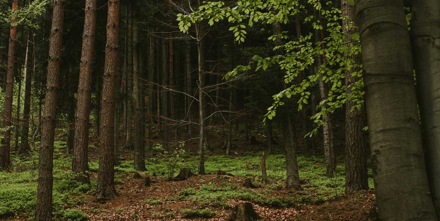 Woods